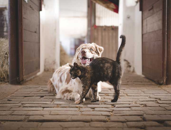 Barnesville Vet Exams