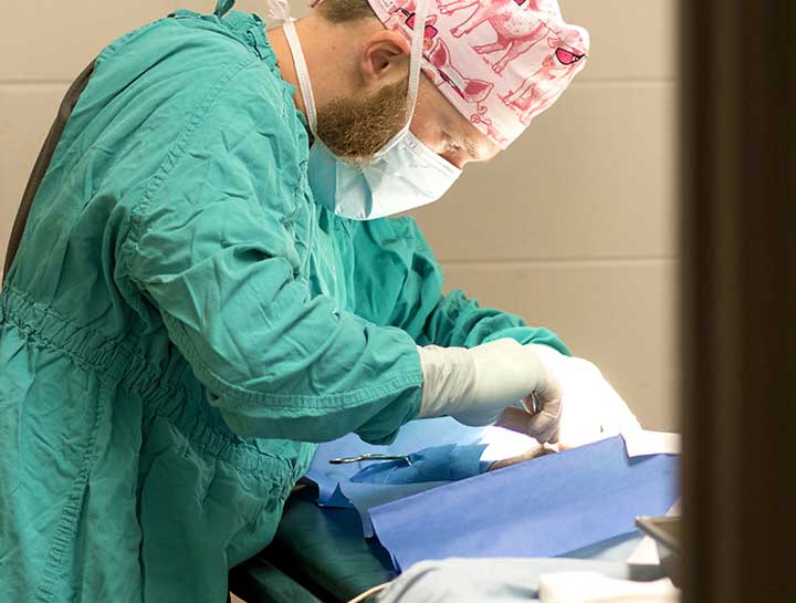 Barnesville Veterinary Surgeries